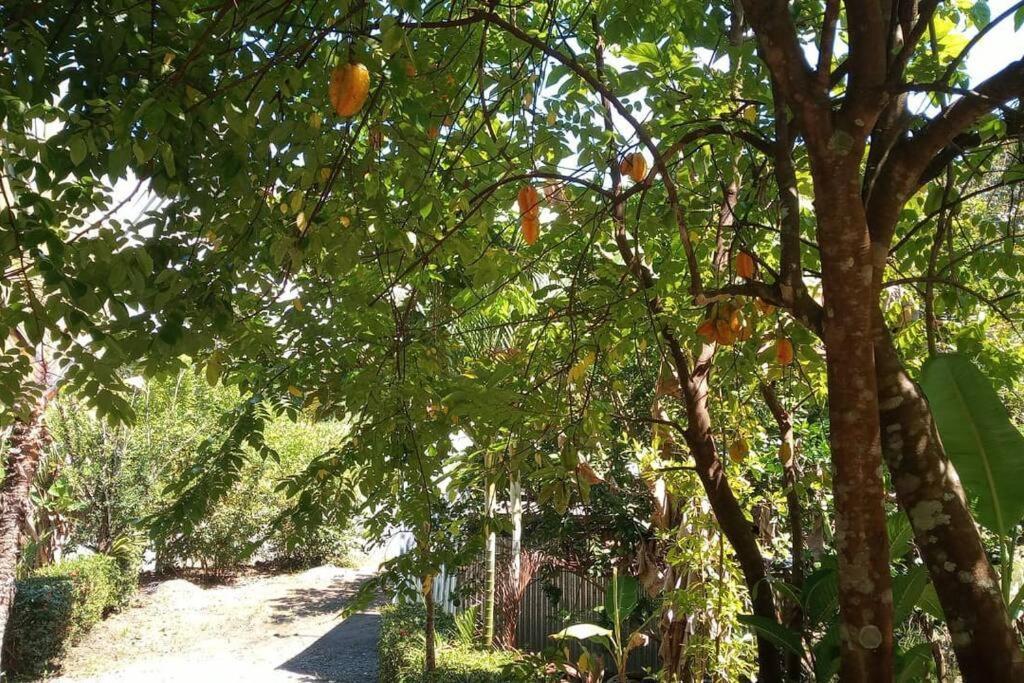 Вілла Casa Flor De Annia ~ Cozy 2 Bdrm On The River Sierpe ~ Walkable To Town Екстер'єр фото